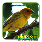 آیکون‌ Pássaros Do Brasil