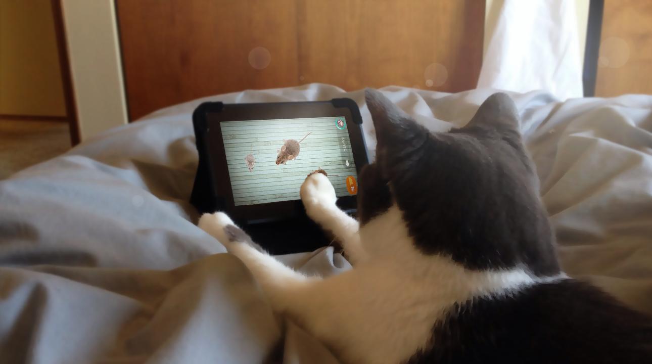 Птички для котов на экране со звуком. Мышь для кота на андроид. Игра для кошек на экране мышка. Игры для кошек на экране телефона. Игра на телефон мыши коты.