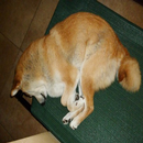 Sleepy Dog Pose APK