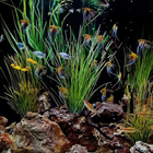 آیکون‌ Small Aquarium Design