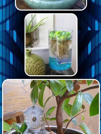 Small Indoor Water Gardens For Android Apk Download