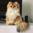 Smoothie The Cat