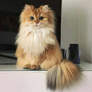 Smoothie The Cat aplikacja