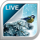 Schnee Live Hintergrund APK