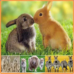 Animals Sound