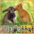 Animals Sound