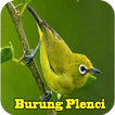 Master Pleci MP3 Offline