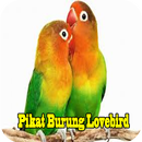 Pikat Burung Lovebird MP3 APK