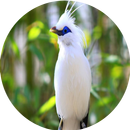Suara Burung Jalak Bali MP3 APK