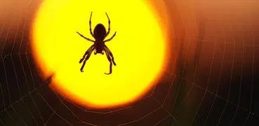 Spinne Live Hintergrund