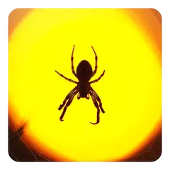 Spinne Live Hintergrund APK Herunterladen