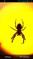 Spider Live Wallpaper الملصق