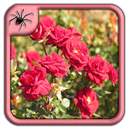 Rose Garden Flowers Design Ideas APK