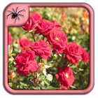 Rose Garden Flowers Design icône