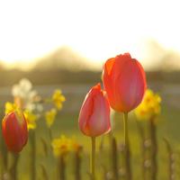 Frühling Live-Hintergründe Plakat