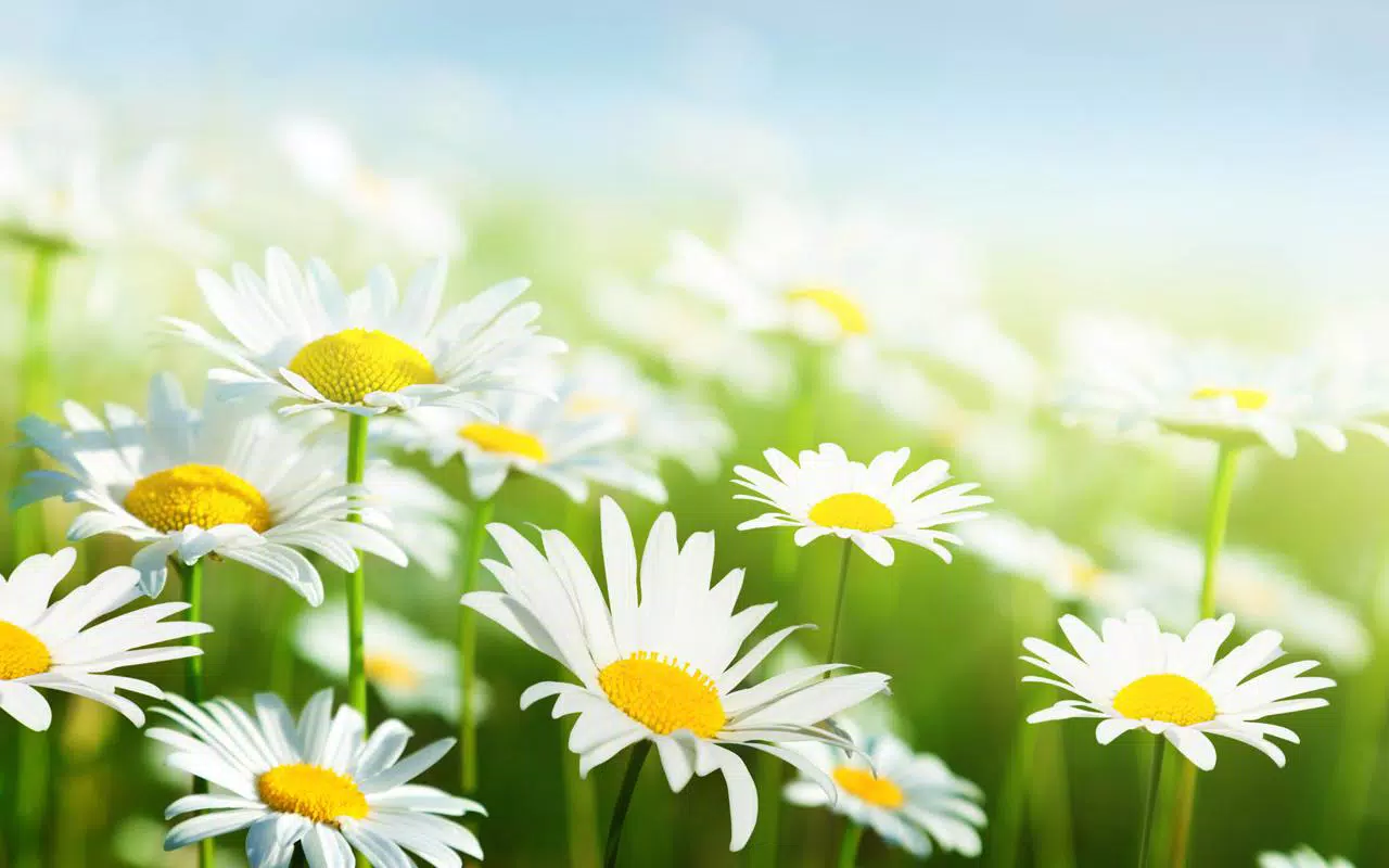 Android向けの春ライブ壁紙 Apkをダウンロードしましょう