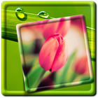 Spring Live Wallpaper icon