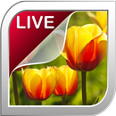 APK Tulip Live Wallpaper