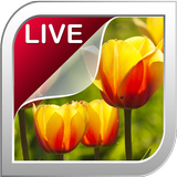Tulip Live Wallpaper icône