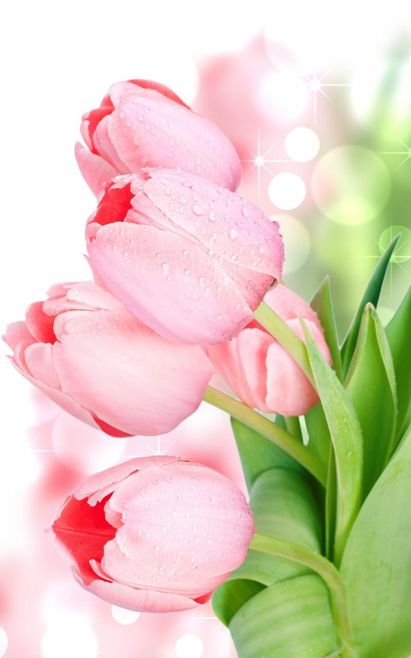 Tulip Live Wallpaper For Android Apk Download