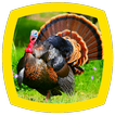 Turkey Sounds