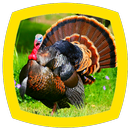 Turkey Sounds APK