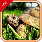 Live Wallpapers - Turtle 圖標