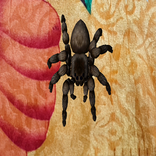 AR - Spider Phobia Therapy Augmented Reality