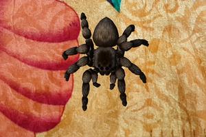 Spider Phobia Therapy-VR and AR (google cardboard) capture d'écran 3