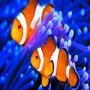 水族館の装飾魚の種類 APK