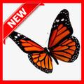 Type of Butterfly