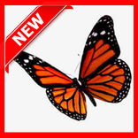 ”Type of Butterfly