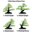 Types d'arbres Bonsai