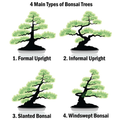 Soorten Bonsai Trees