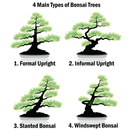 Types d'arbres Bonsai APK