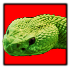 Schlangen Puzzle HD Zeichen