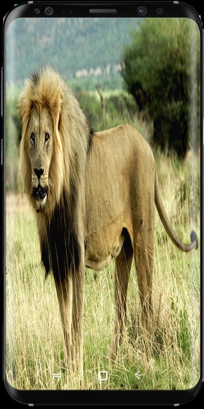 Collection Animal Planet Video APK for Android Download Collection Animal Planet Video APK for Android Download