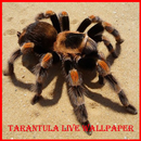 Tarantula Live Wallpaper-APK