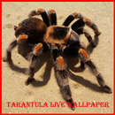 tarantula de beneficio de papel tapiz APK