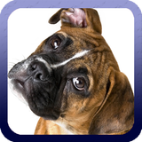 Boxer Dog Wallpaper ikon