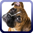 Boxer Dog Wallpaper أيقونة