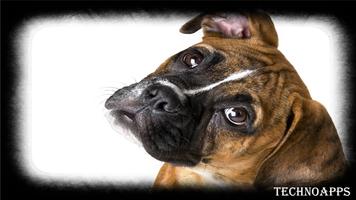 Boxer Dog Wallpaper تصوير الشاشة 3