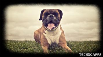 Boxer Dog Wallpaper 截圖 1