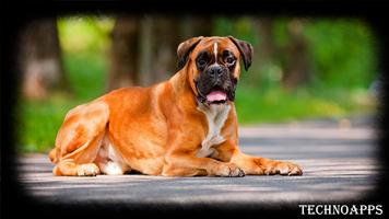 Boxer Dog Wallpaper تصوير الشاشة 2