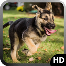 German Shepherd Wallpaper APK