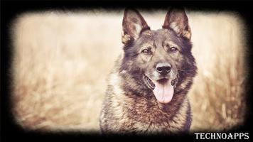 German Shepherd Wallpaper Affiche