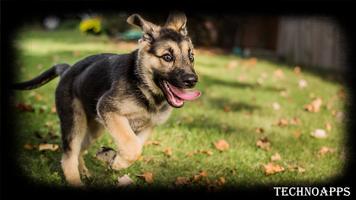 German Shepherd Wallpaper imagem de tela 1