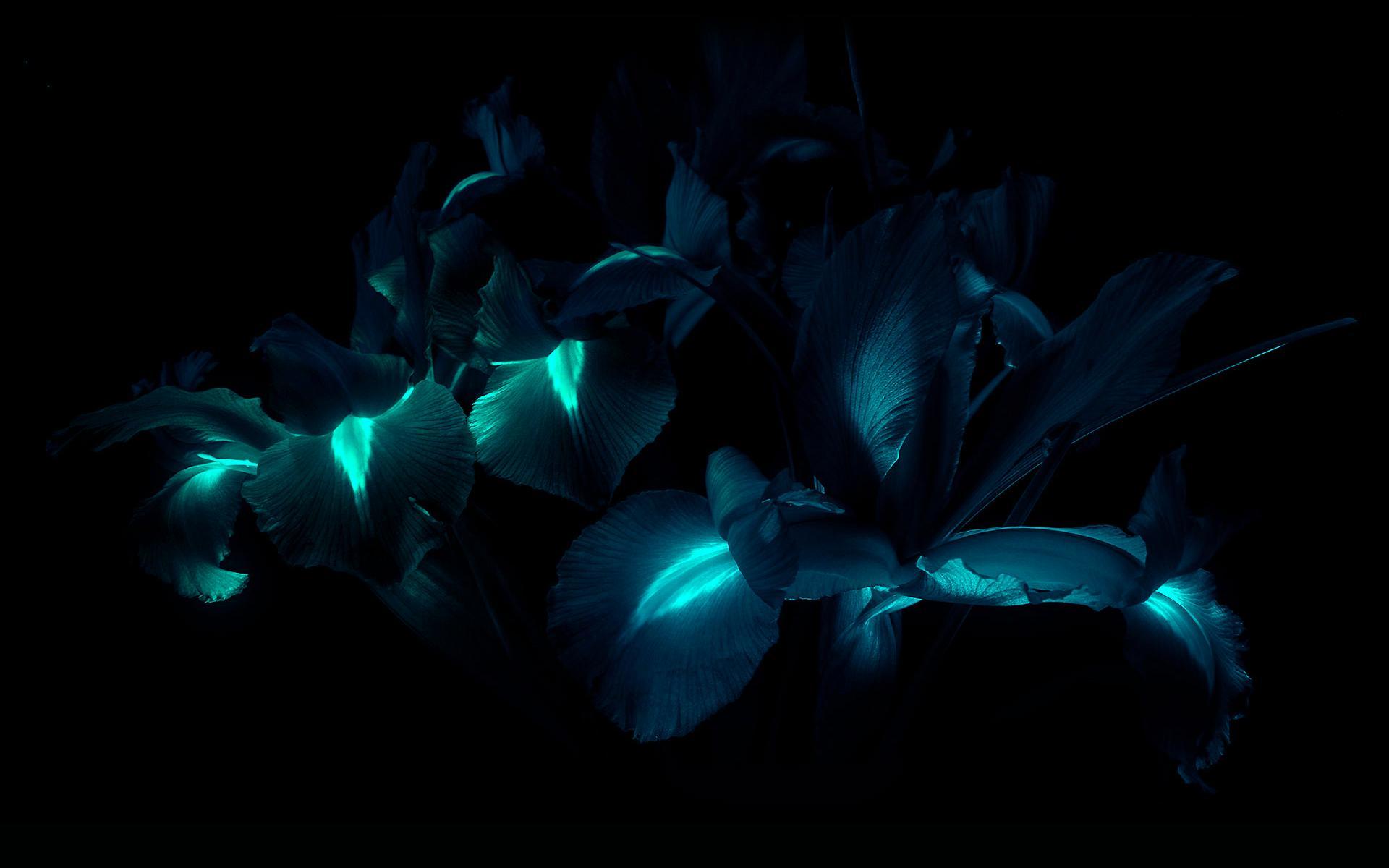 Красивый темный экран. Цветы на черном фоне. Цветы на темном фоне. Темные цветы. Красивые цветы на черном фоне.
