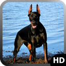 Doberman Dog Wallpaper APK