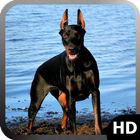 Doberman Dog Wallpaper Zeichen